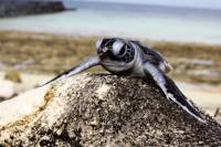 Baby-Schildkröte Baby-Schildkröte