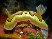 Bali - Gawana Extra Divers - Chromodoris Bali - Gawana Extra Divers - Chromodoris
