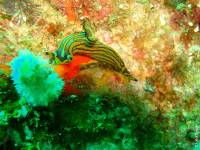 Bali - Gawana Extra Divers - Chromodoris Bali - Gawana Extra Divers - Chromodoris