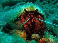Bali - Gawana Extra Divers - Krabbe Bali - Gawana Extra Divers - Krabbe