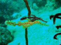 Bali - Gawana Extra Divers - Unterwasserwelt Bali - Gawana Extra Divers - Unterwasserwelt