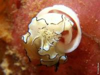 Bali - Gawana Extra Divers - Unterwasserwelt Bali - Gawana Extra Divers - Unterwasserwelt