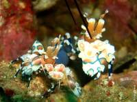 Bali - Gawana Extra Divers - Unterwasserwelt Bali - Gawana Extra Divers - Unterwasserwelt