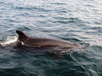 common porpoise common porpoise