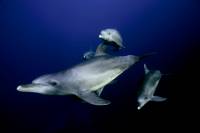 Dolphins Dolphins