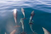 Extra Divers - Dolphins Extra Divers - Dolphins