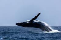 Extra Divers Mirbat - Humpback whale Extra Divers Mirbat - Humpback whale