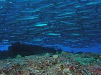 Extra Divers Nabucco Barracudas Extra Divers Nabucco Barracudas
