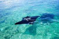 Extra Divers Nabucco - Manta Sangalaki Extra Divers Nabucco - Manta Sangalaki