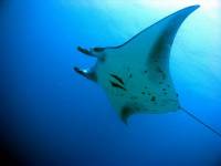 Extra Divers Nabucco Extra Divers Nabucco