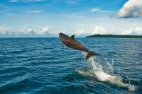 Extra Divers Nunukan - Delphin Extra Divers Nunukan - Delphin