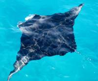 Extra Divers Nunukan - Manta Sangalaki Extra Divers Nunukan - Manta Sangalaki