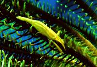 Federhaarstern-Garnele (Periclimenes amboinensis)