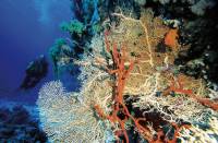 Gorgonian Gorgonian