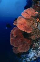 Gorgonian Gorgonian