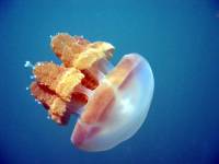 Kakaban Jelly Fish Lake Kakaban Jelly Fish Lake