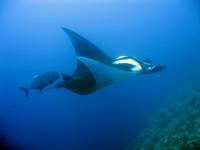 Manta Rochen Manta Rochen