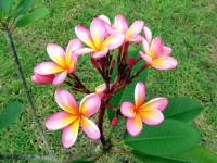 Nabucco´s Nunukan Island - Blumen Nabucco´s Nunukan Island - Blumen