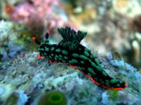 Nudibranch Nudibranch