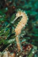 Sea Horse Sea Horse