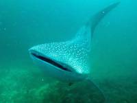 Whale shark Whale shark