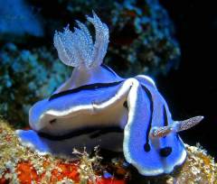 Bali - Gawana Extra Divers  - Chromodoris