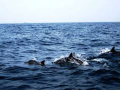 Dolphin watching