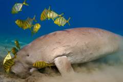 equinox dugong
