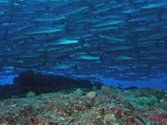 Extra Divers Nabucco Barracudas