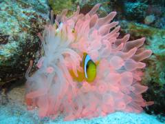 fayrouz nemo