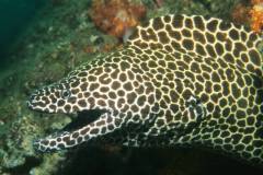 Gymnothorax favagineus.
